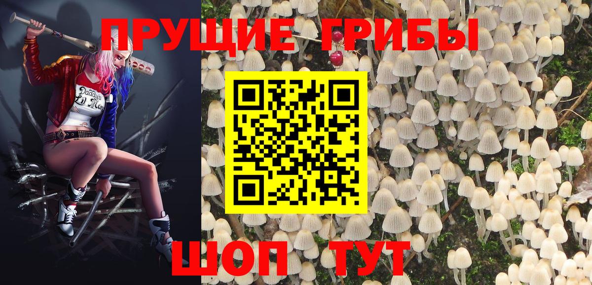 Михайловск  Псилоцибиновые грибы Psilocybe  Вход с VPN 